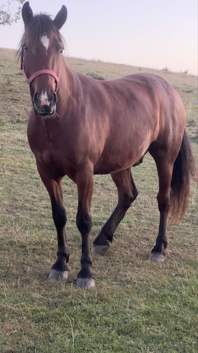 Vând cal cu vărsat de 3 ani