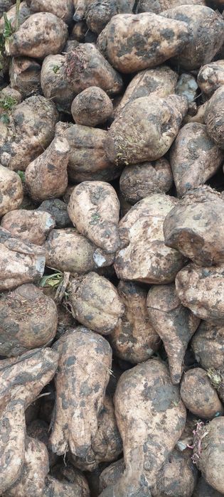 Sfecla pentru animale