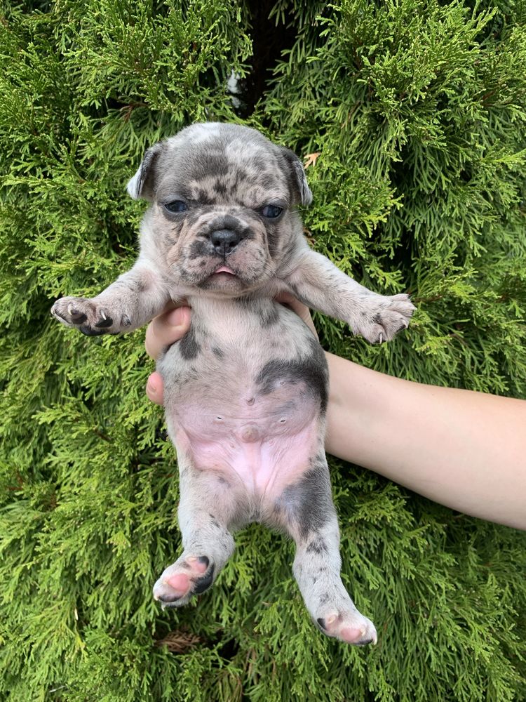 Френски Булдог French Bulldog