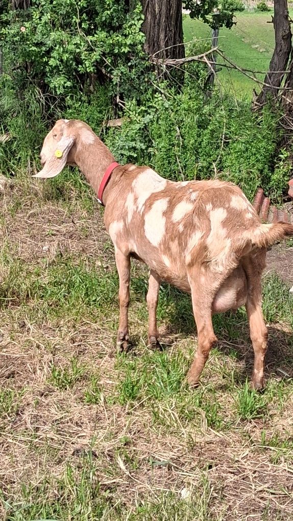 Vând capra ANGLO Nubian cu Pedigree  Cehia