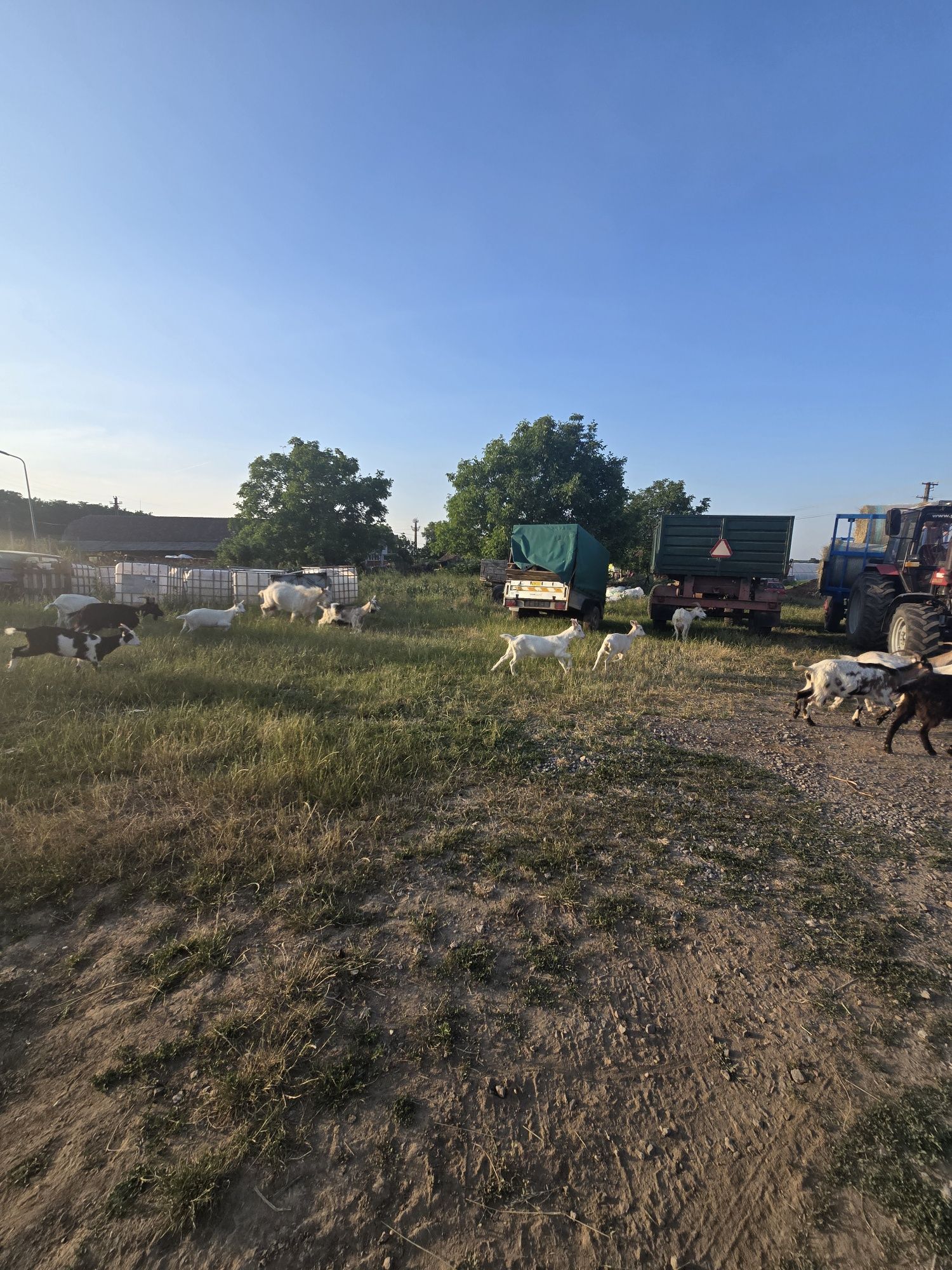 De vânzare capre și iezi sănătoși