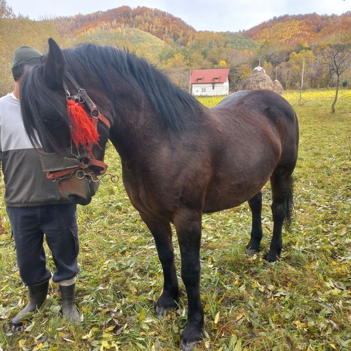 Iapă de vânzare, are 7 ani