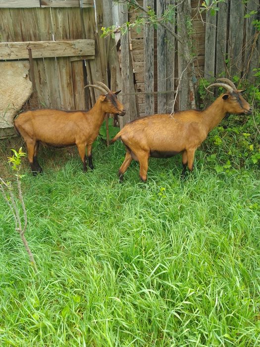 Vând  o pereche capre alpina franceza