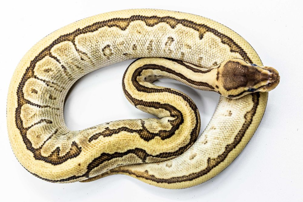 Femelă de Piton Regal (Python Regius) Morph Jigsaw, juvenil