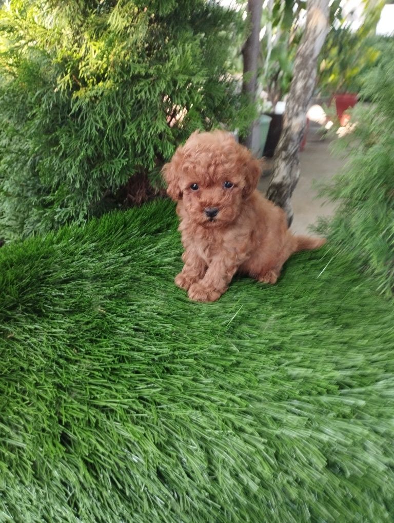 Той Пудел/Poodle Toy.