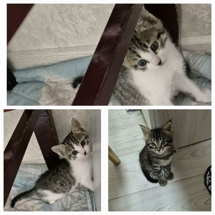 Котята ищут верного друга