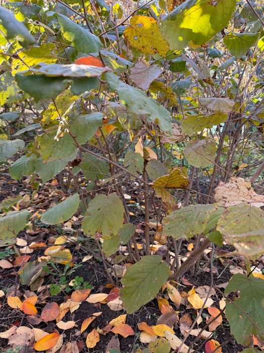 Aluni lambert rosu anul 4,5,6 ….