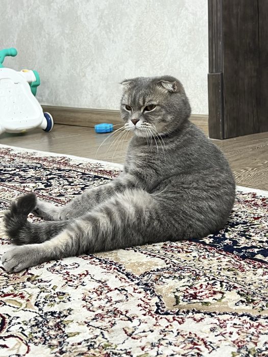 Продам своего породистого кота