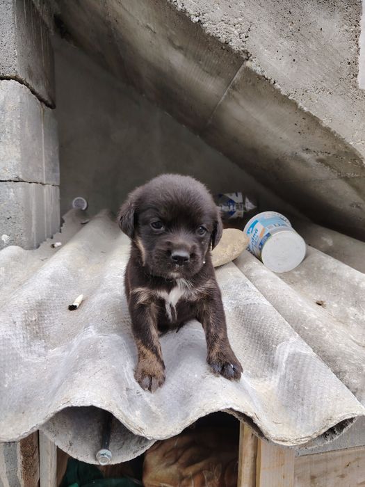 Donez căței de 4 săptămâni