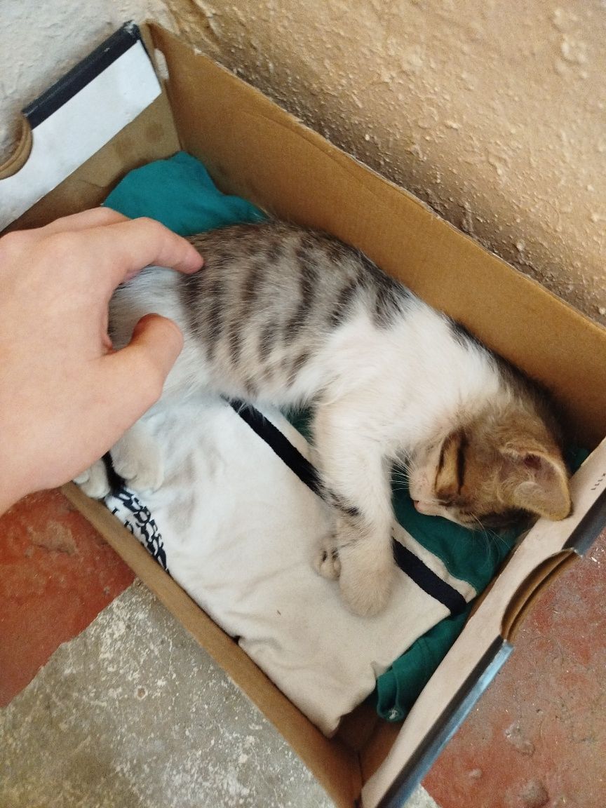 Маленький котенок примерно 1 мес.