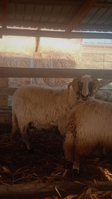 Berbec breaz țurcan de vânzare!