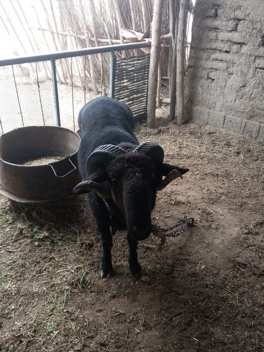 Olgan odam baraka topadi