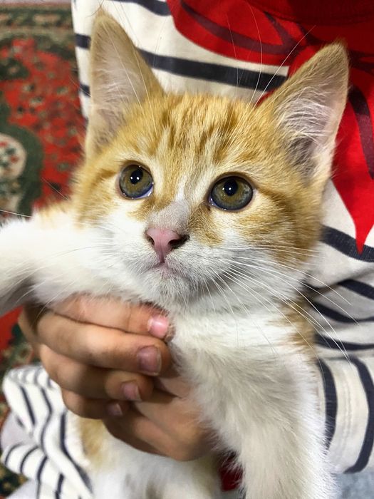 Рыжий котенок бесплатно НЕ ЗВОНИТЬ!
