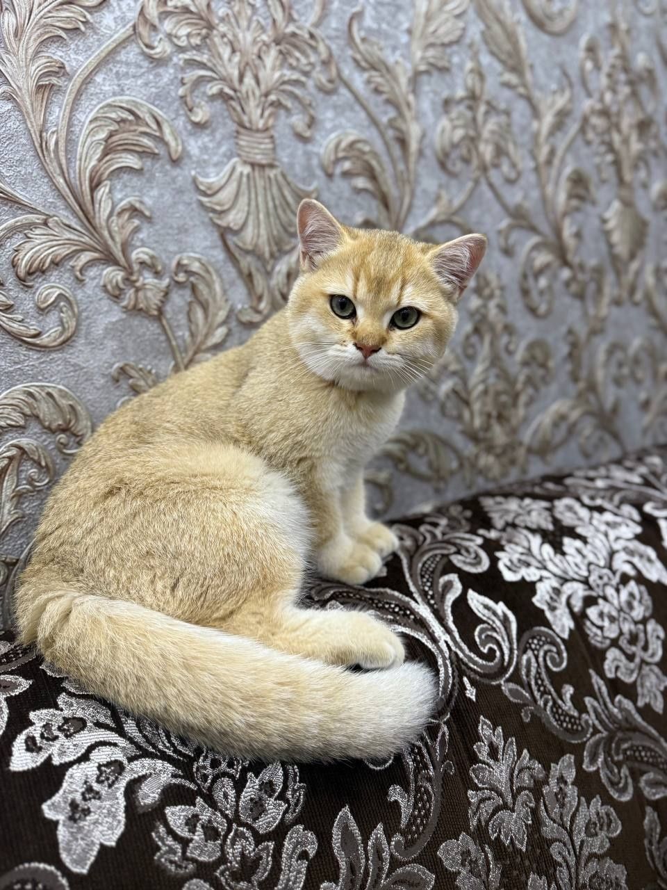 Zottor mushuk sotiladi