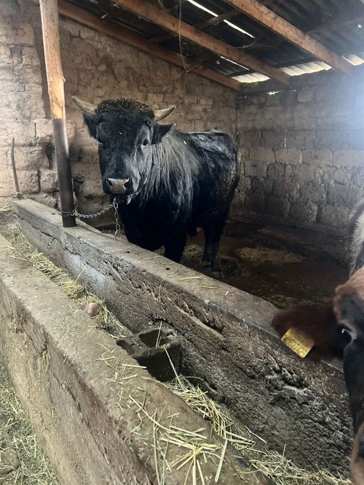 Бычоктар сатылады семіз