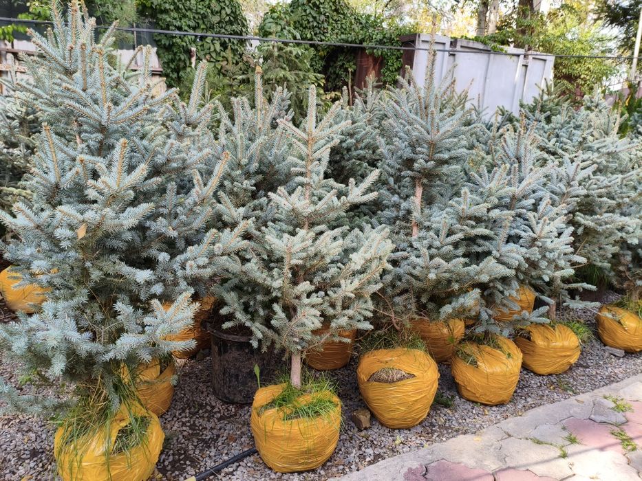 Канадские голубые ёлки 1.6 м., саженцы в Алматы, удобрение в подарок