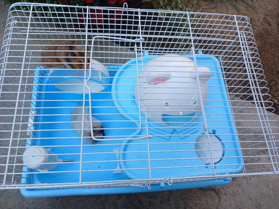 Xomyak 2 ta, qafasi bilan