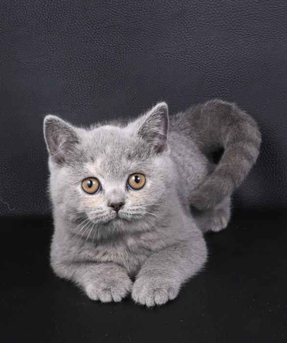 Pisicuța British  Shorthair   blue cream tortie cu pedigree