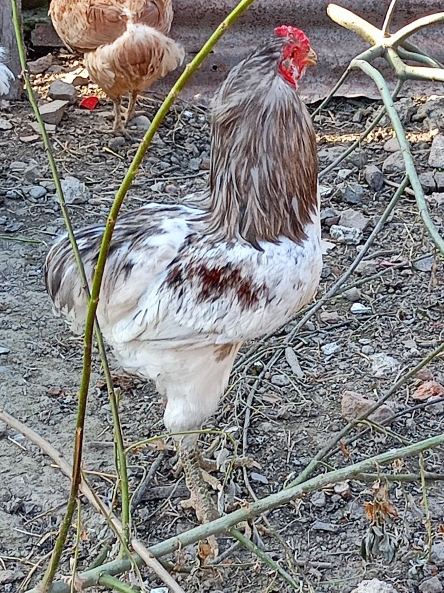 Cocoș găini din rasa Araucana