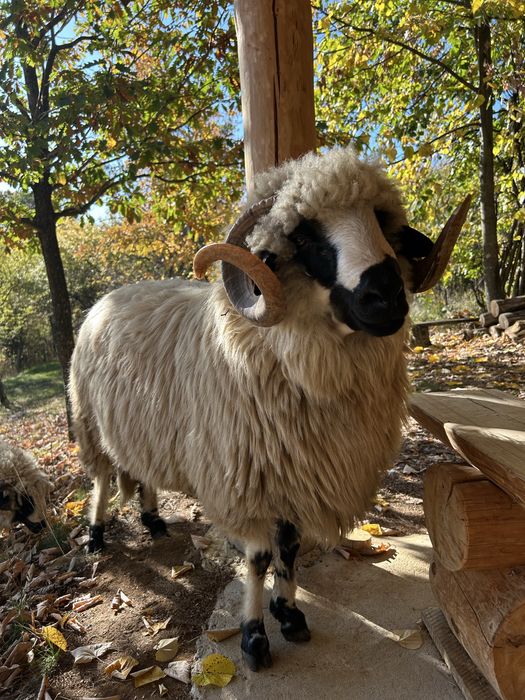 Berbec breaz de vanzare !