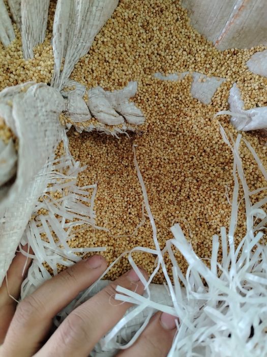 Пшыно жареное для корма