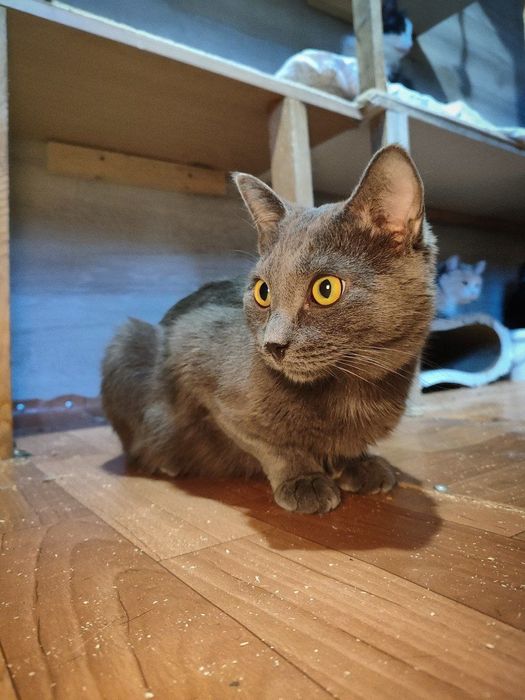 Котик ищет дом , Астана