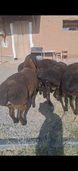 Жайдари уйда узимиз боккан кучкорла