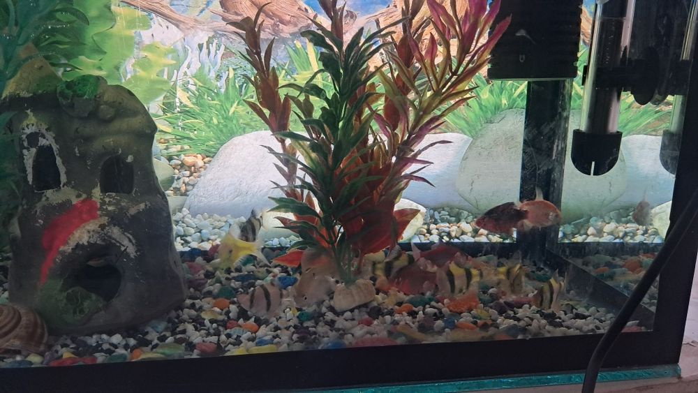 Баликлар ва аквариум,иситгич,филтр ичидаги декоративни нарсалари билан