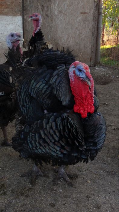 Vand curcani de tara