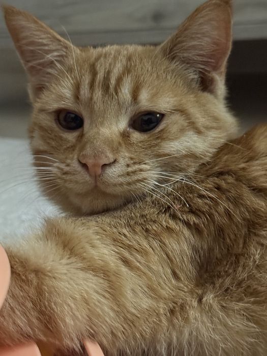 Котик в добрые руки