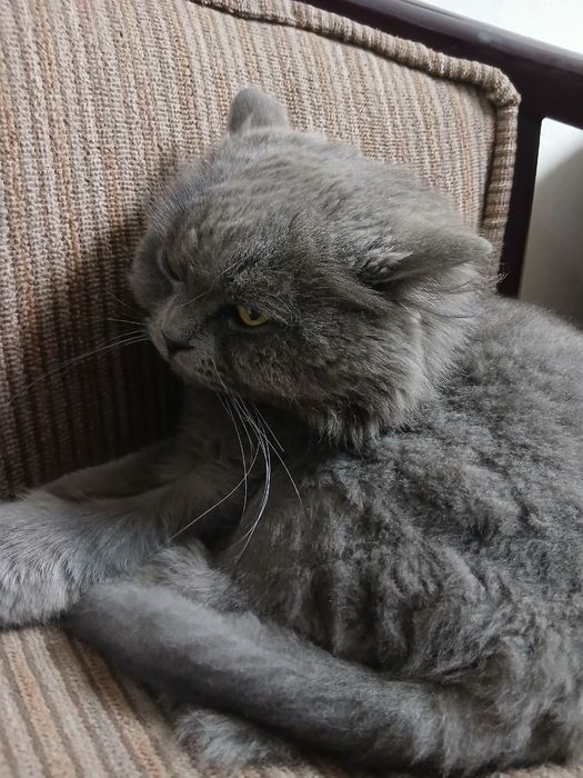 Продаётся британец