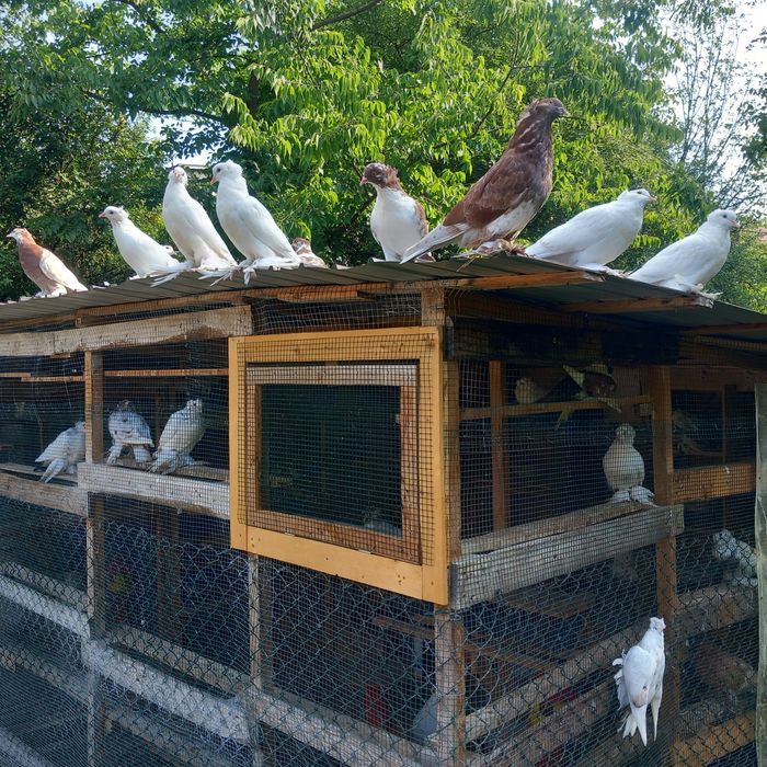 Porumboi uriasi maghiari