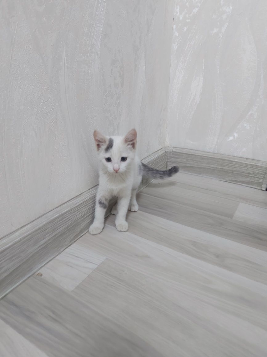 Отдам в хорошие руки