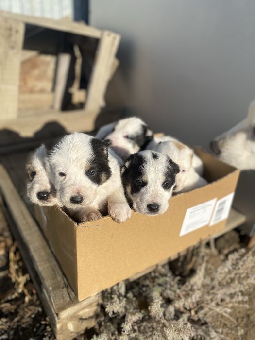 Продаются щенята Алабай