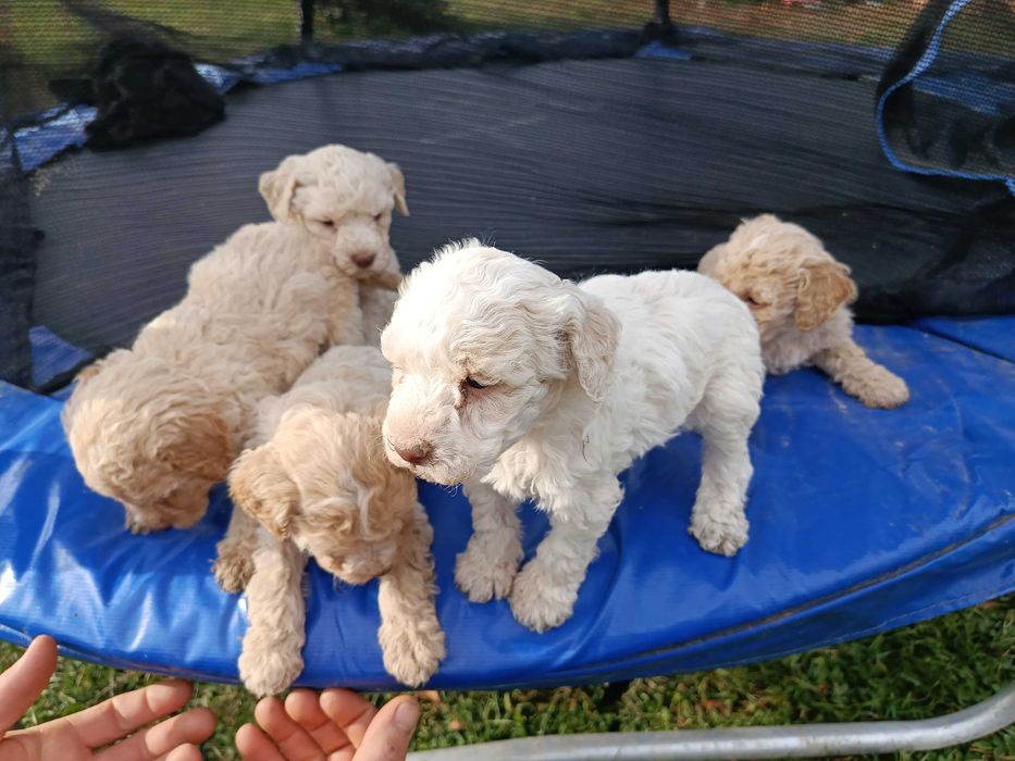 Cățeluși Lagotto Romagnolo de vânzare