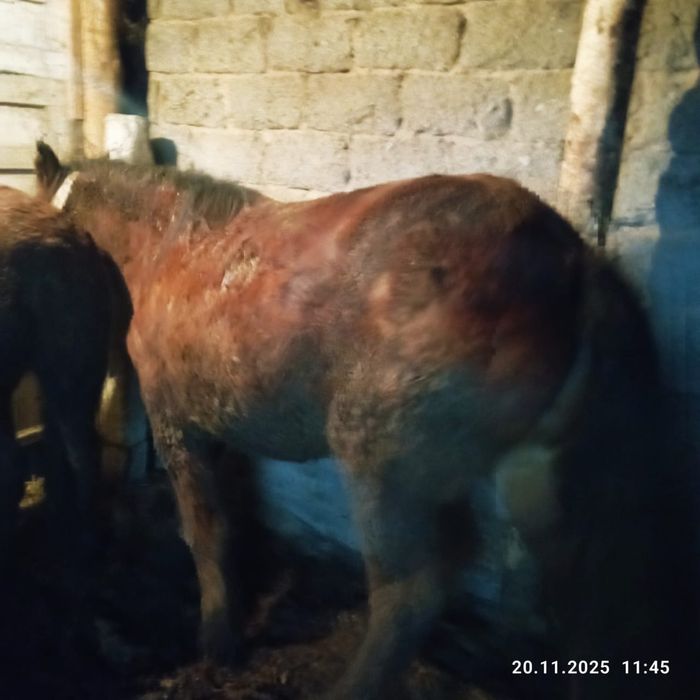 Продам кобылу с откорма.