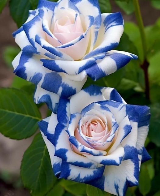 Trandafiri Englezesc Cu Licenta intens Parfumați