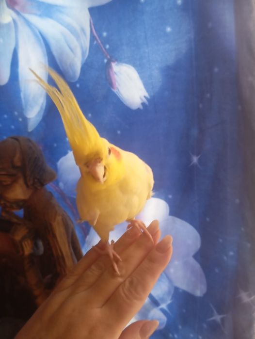 Продам попугаев нимфа-кореллы выкормыши 1 месяц