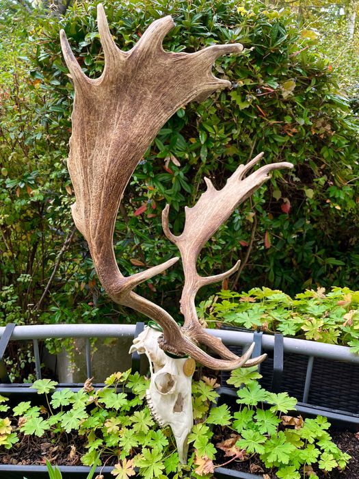 Златен медалист трофей от Елен лопатар