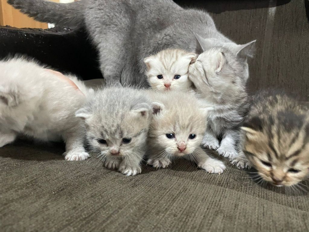 Vând pisicute British shorthair