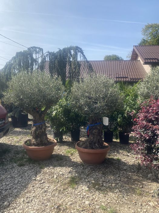 Brazi,și plante ornamentale etc