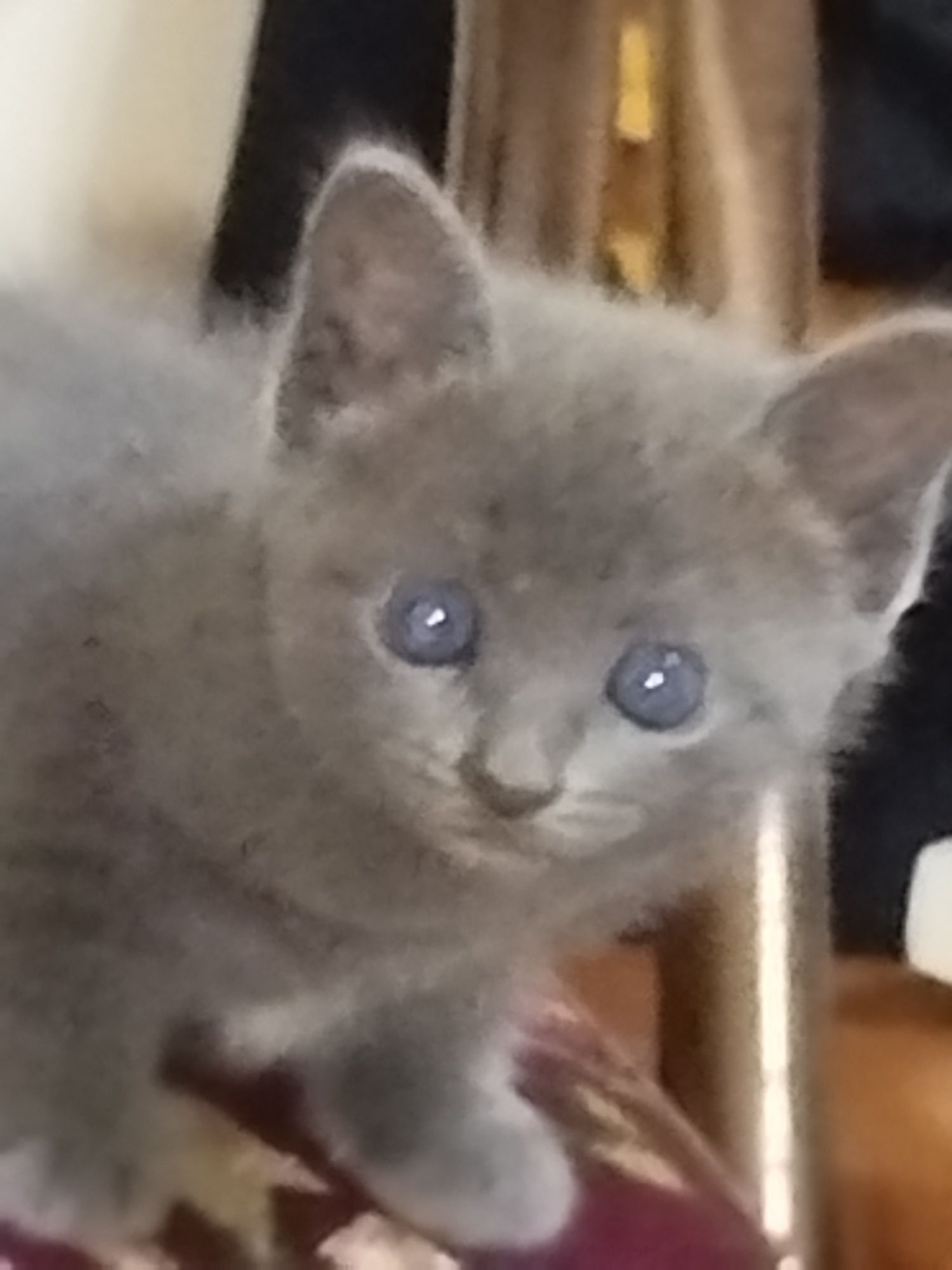 Mushukchalar 1yarim oylik. Latok bilishadi.jinsi ayol.