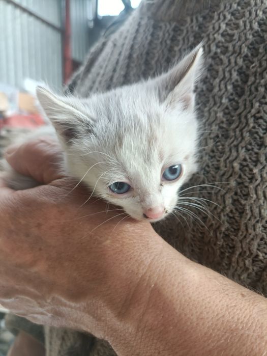 Дарю котят(крысыловы)
