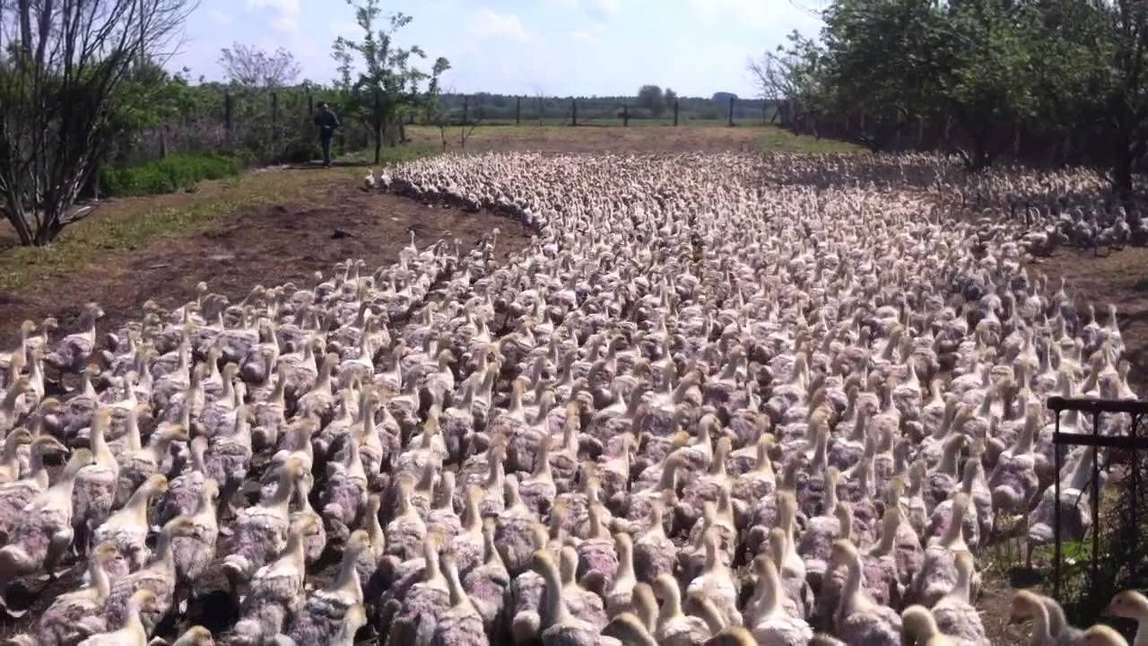 Инкубационное яйцо гусей порода губернатор яйцо крупное всегда свежее.