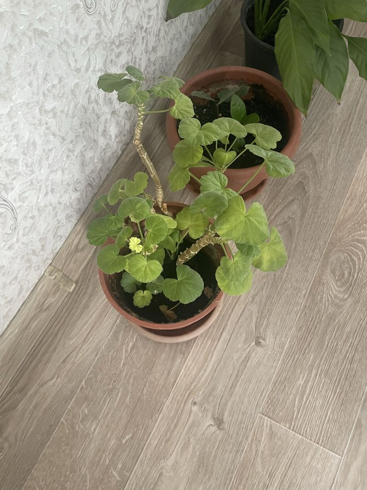 Продам комнатные цветы