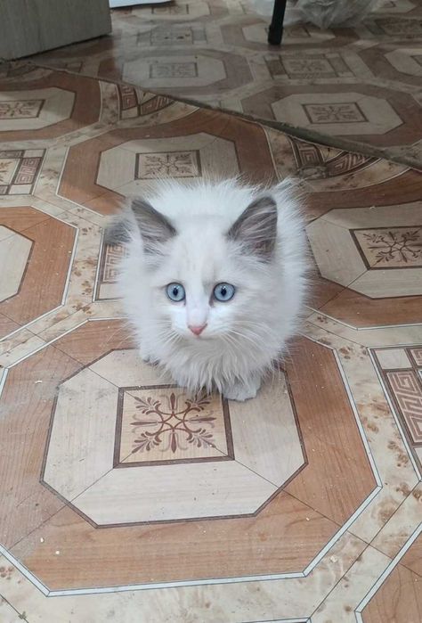 Голубоглазое чудо ищет дом