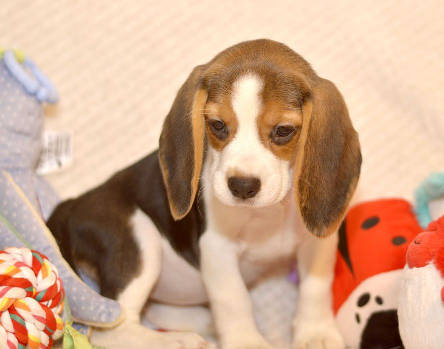 Femela Pui Beagle tricolor din parinti cu pedigree