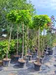 Plante ornamentale