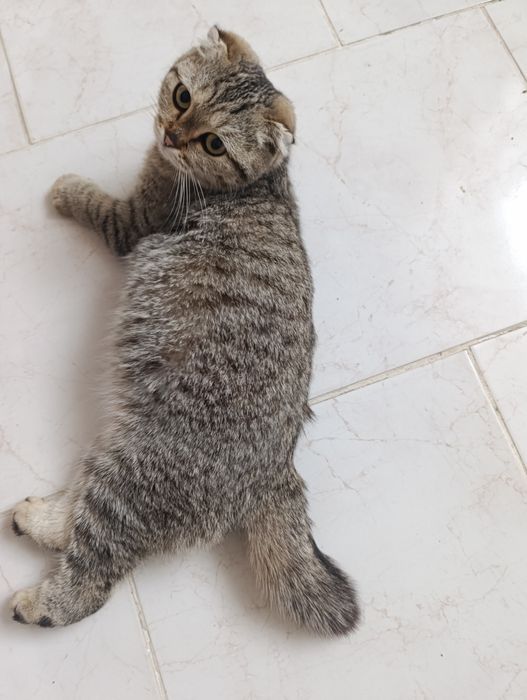 Кошка Шотландская