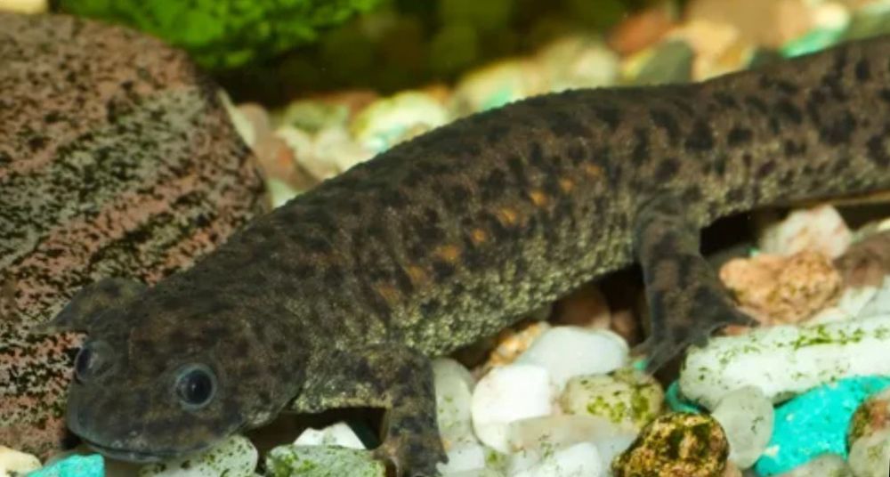 Продам водяных тритончиков